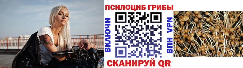 Купить закладки Пустошка Галлюциногенные грибы Cubensis